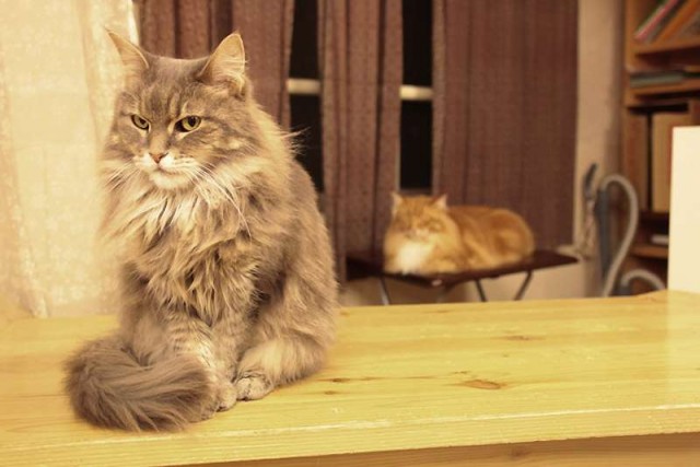 Кошачье кафе в Осаке