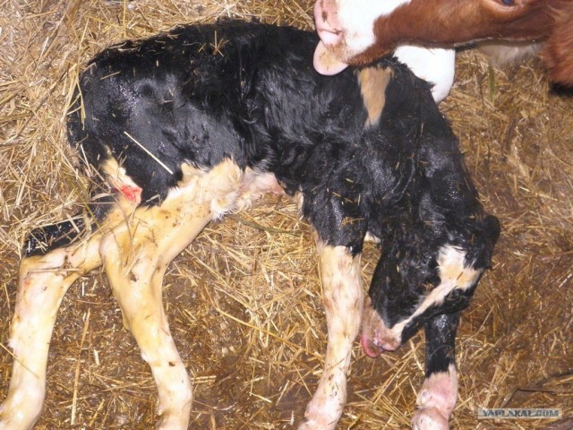 Как рождаются коровы