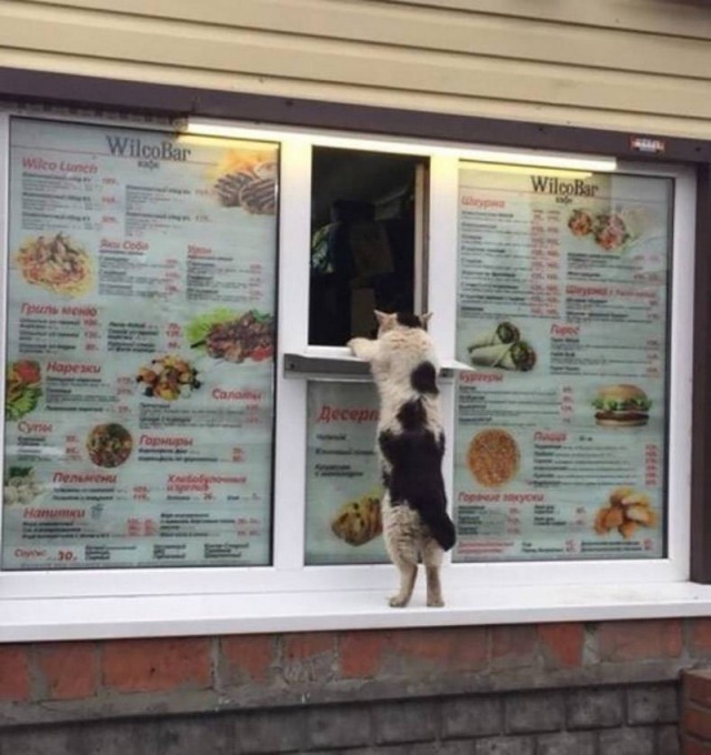 Прикольных котов пост