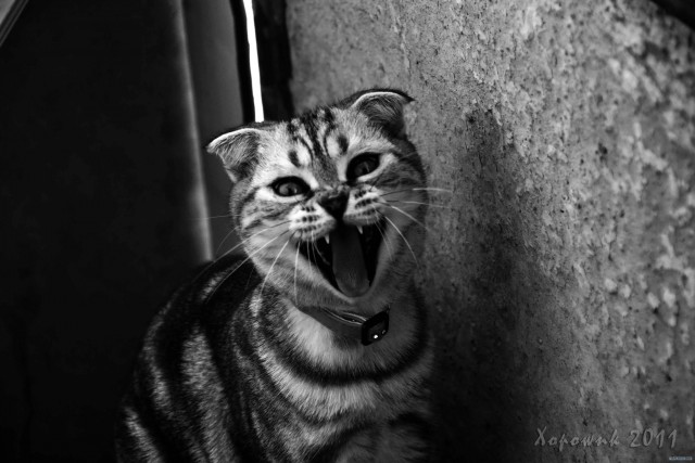 Профессиональный котовторник
