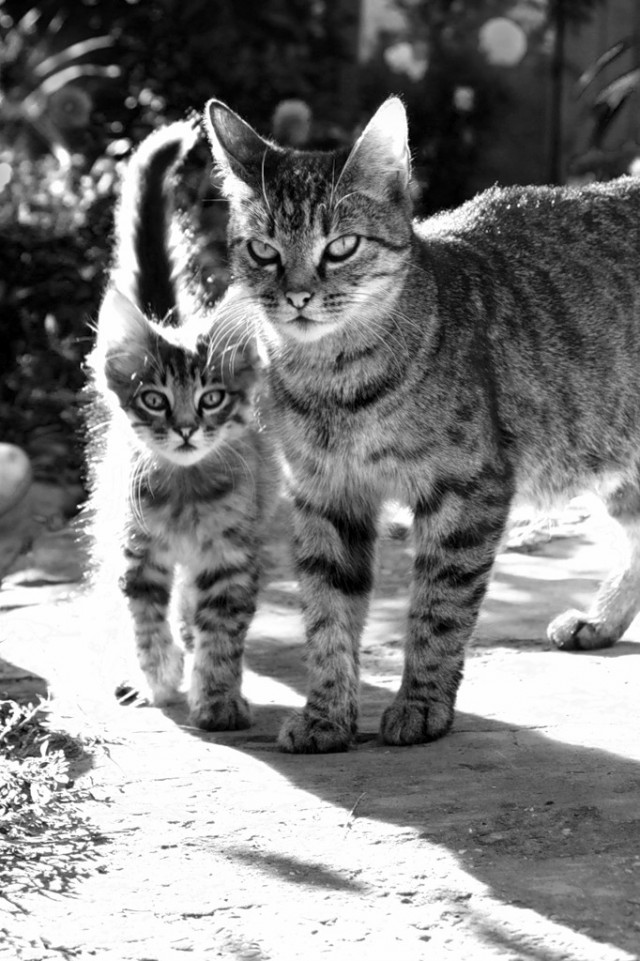Первый котовторник октября