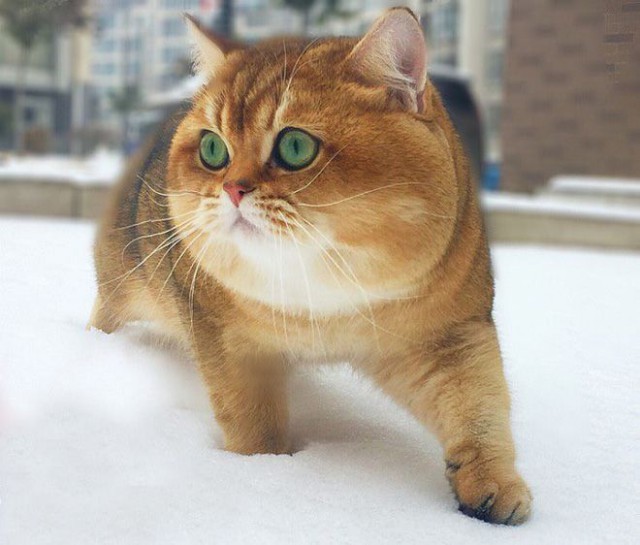 Прикольных котов пост
