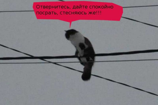 Хоть не весна - а коты прилетели!