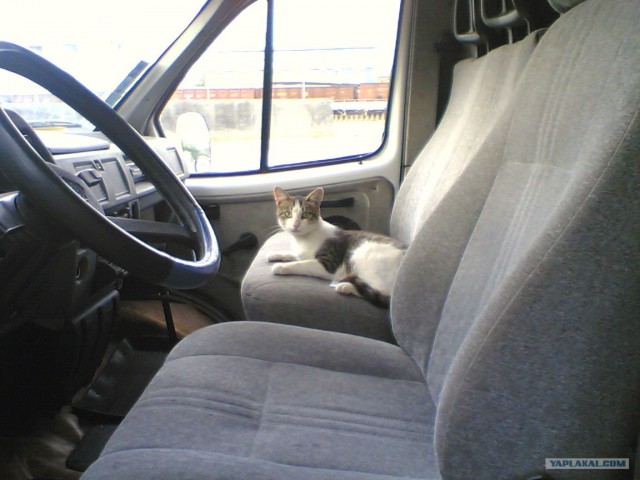 Котовторник (24. 01. 2012 )