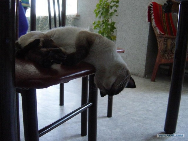 Котовторник (14.02.2012)