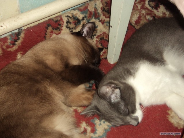 Котовторник! 13.03.2012