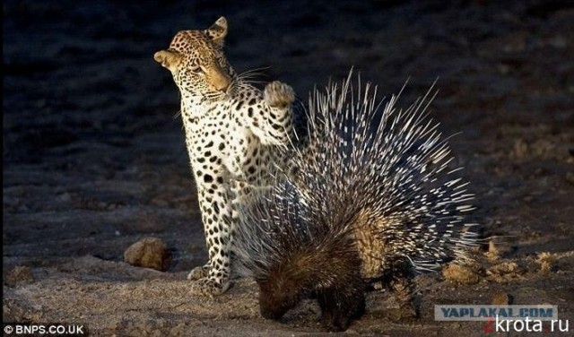 Очень острый опыт бульдожки