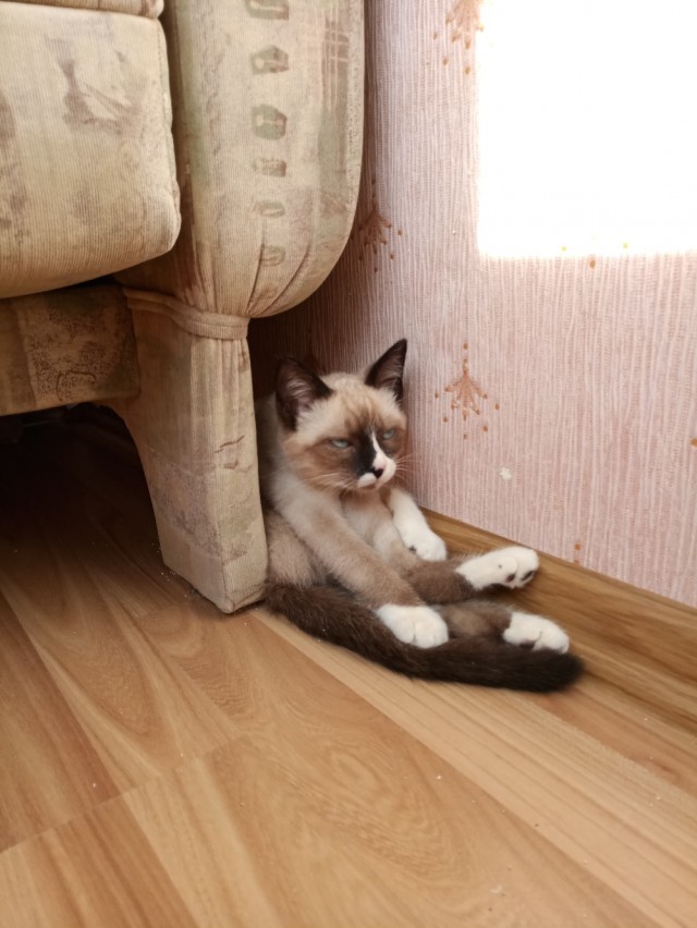 Забавные фото котеек
