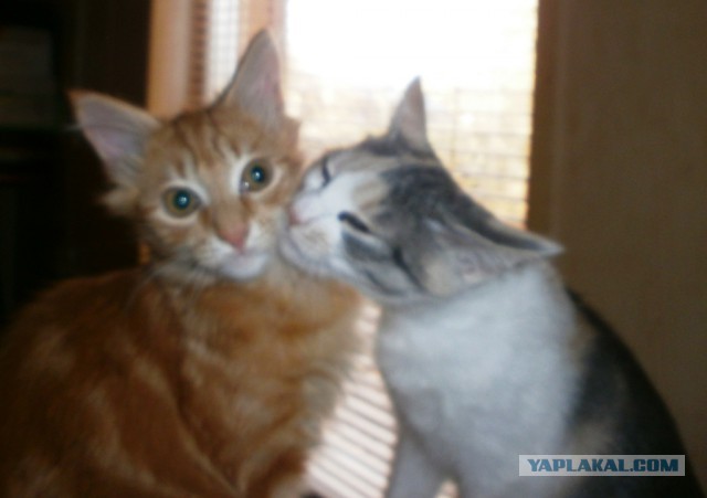Котовторник 19.03.2019