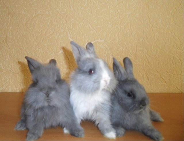 Живность из сети