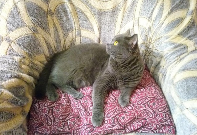 Котовторник  06.08.2019