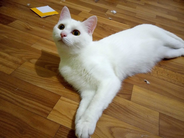 Забавные фото котеек