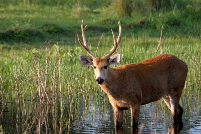 Живность из сети