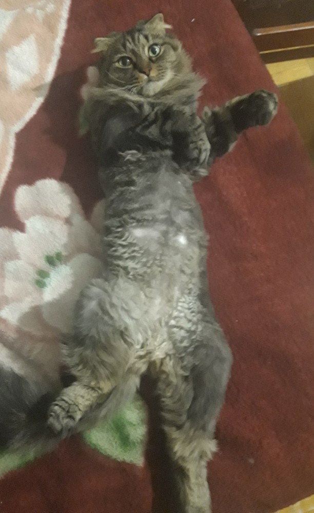 ̶К̶о̶р̶о̶н̶  Котовторник!