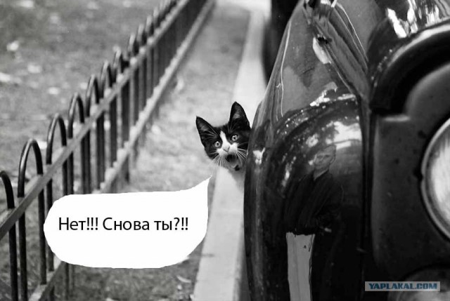 Фотожаба: Кот