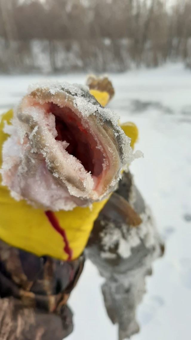 Мойва по 300 рублей! Это обещанный "прорыв"!? Почему в России такие "безбашенные" цены на рыбу?!