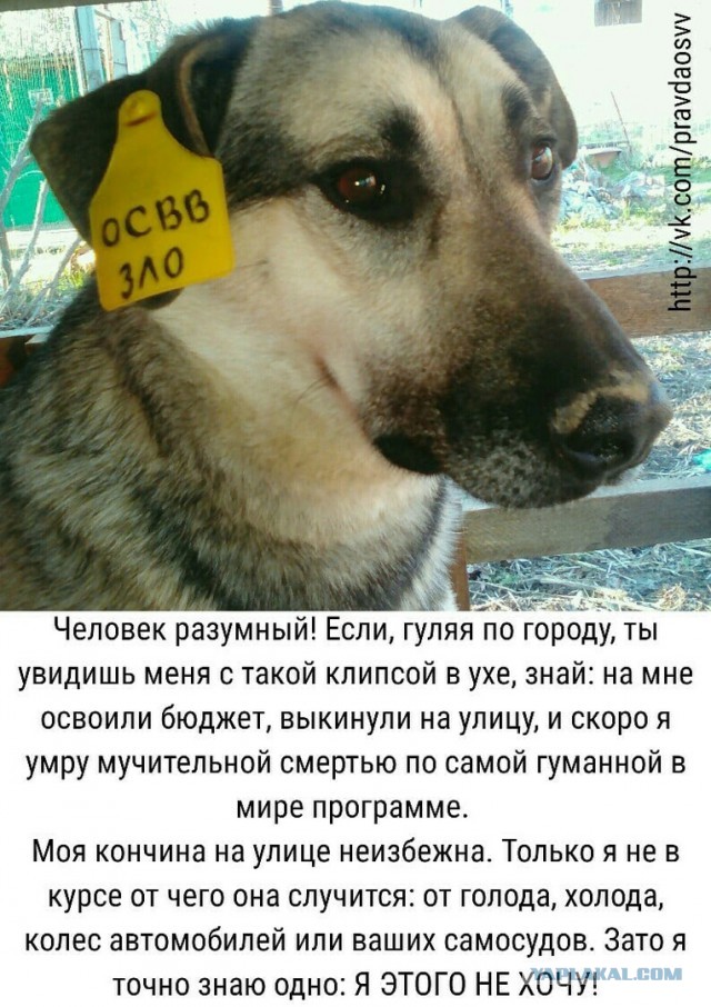 Водитель автобуса в Якутске сжалился над бездомной собакой и впустил ее в салон с мороза в -53