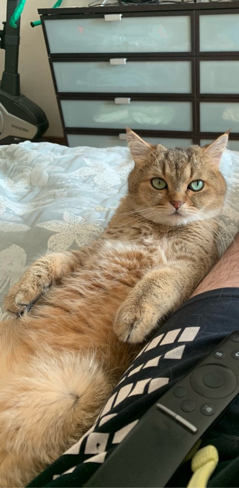 Котовторник!