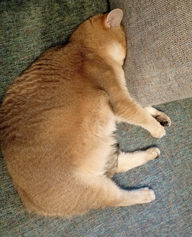 Даешь котовторник!