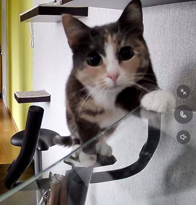 Что делает кот один дома