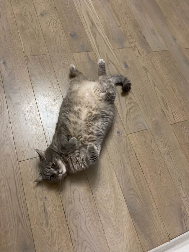 Хоба! Котовторник!