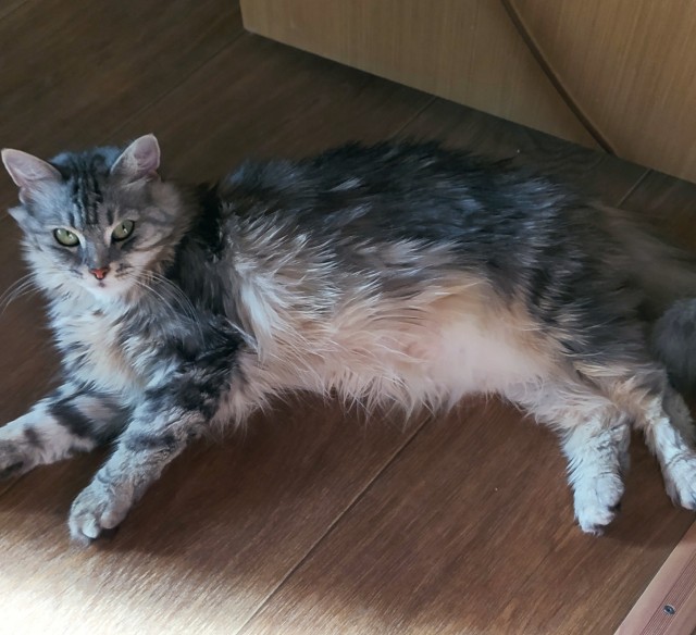 Погнали! С котовторником, други!