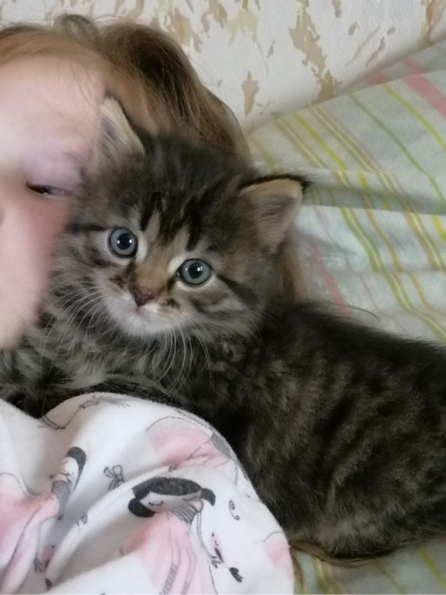 Приютился у нас котейка