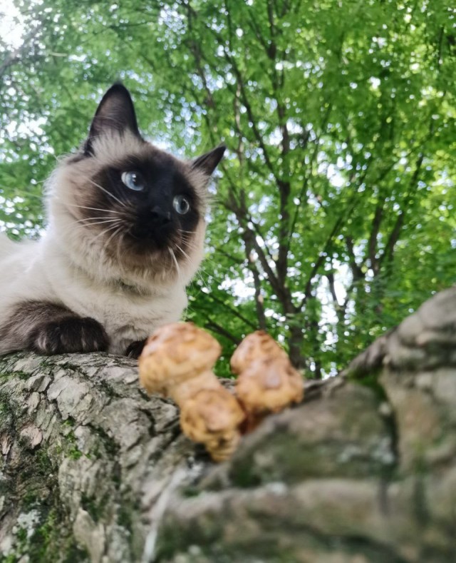 Последний котовторник лета