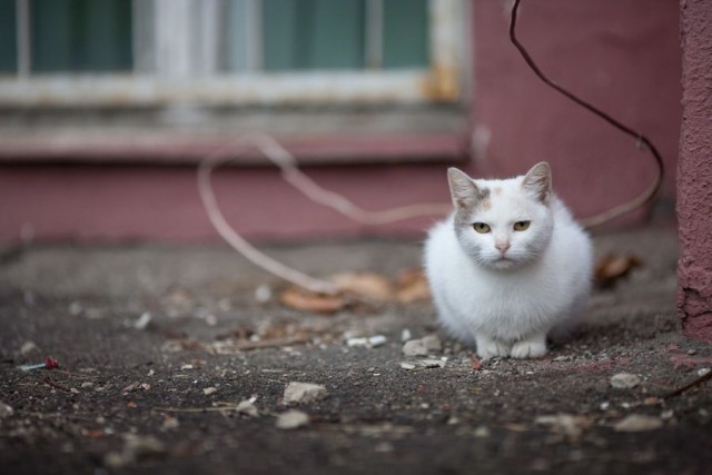 Котовторник 05.10.21 г