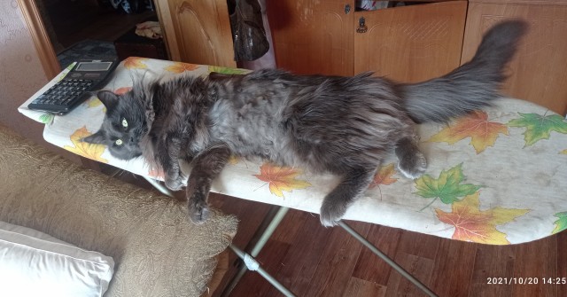 Новая хозяйка (к котовторнику)
