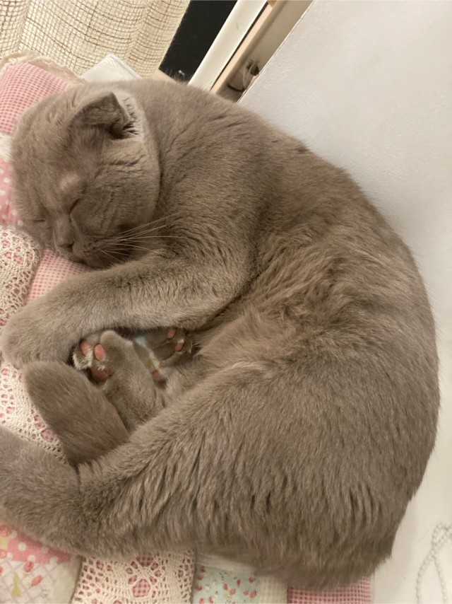 Долой политику, ура котикам!