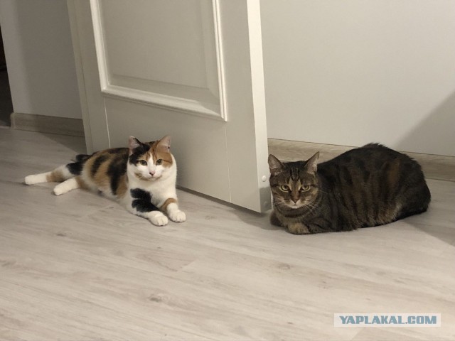 Котовторник вроде.