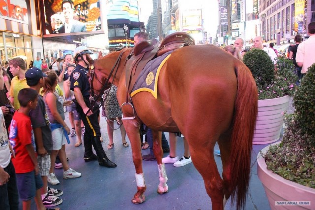 Поездка в New York