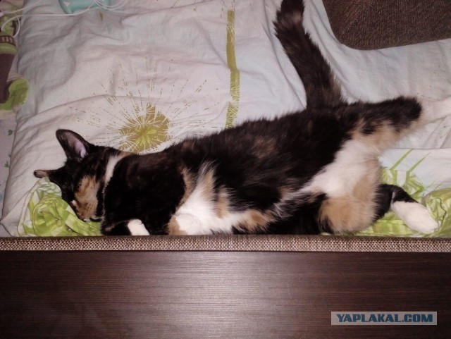 А ваши котейки че счас делают?