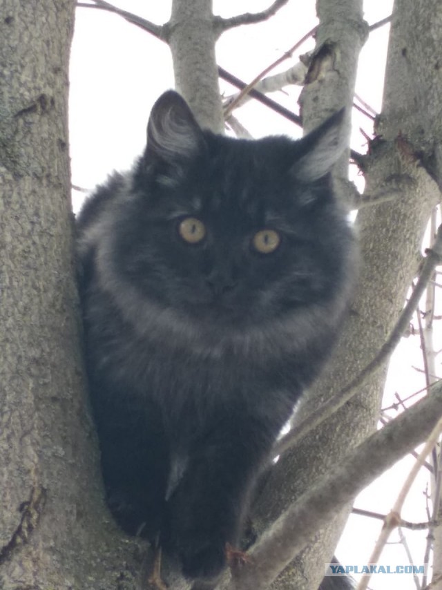 А это мой котан к котовторнику