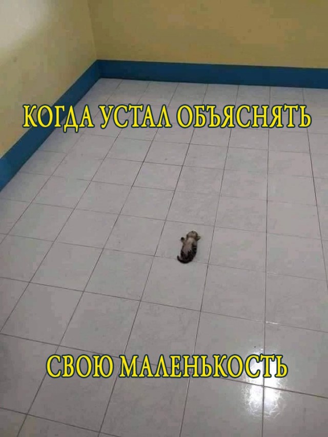 Картинки и мемы для настроения - 29