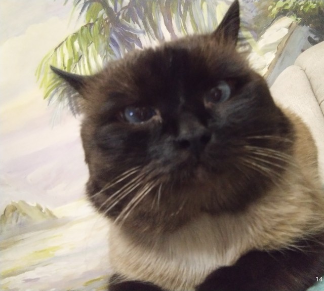 Ура! Котовторник.