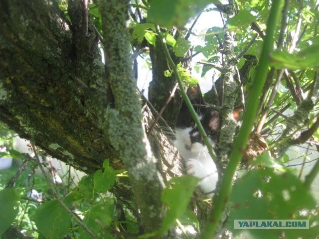 Жизнь домашнего приюта для котеек 405