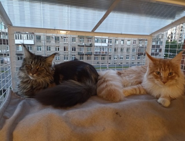Кошка