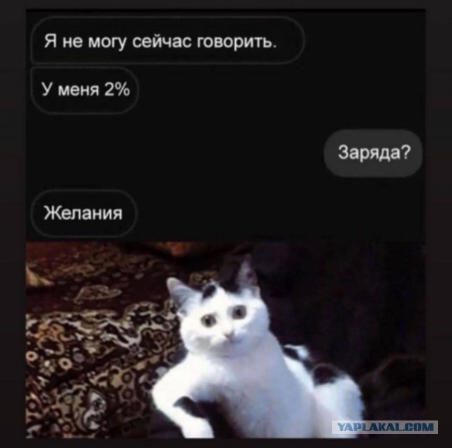 Мой кот