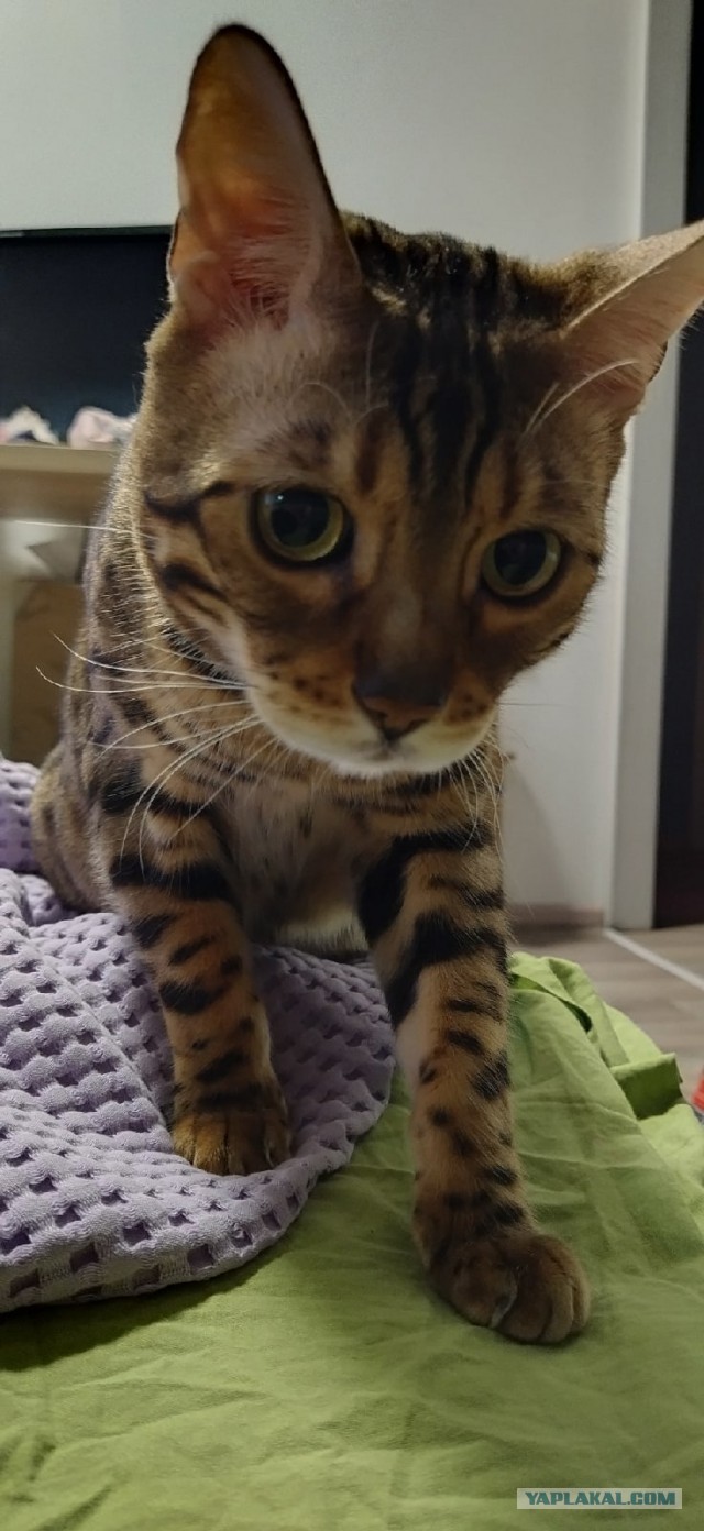 Добрый и очень короткий пост
