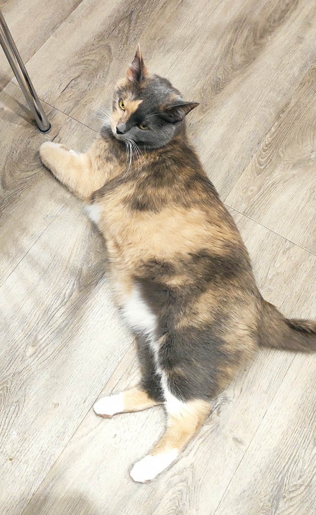 Нам годик в котовторник