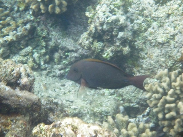 Деревенская Америка