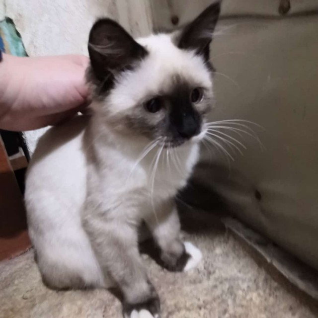 Шкет