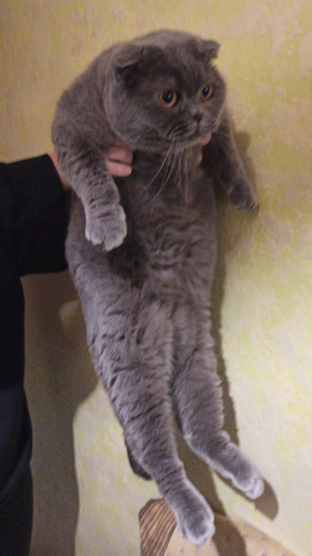 Вторник, ваши коты и кошки в студию