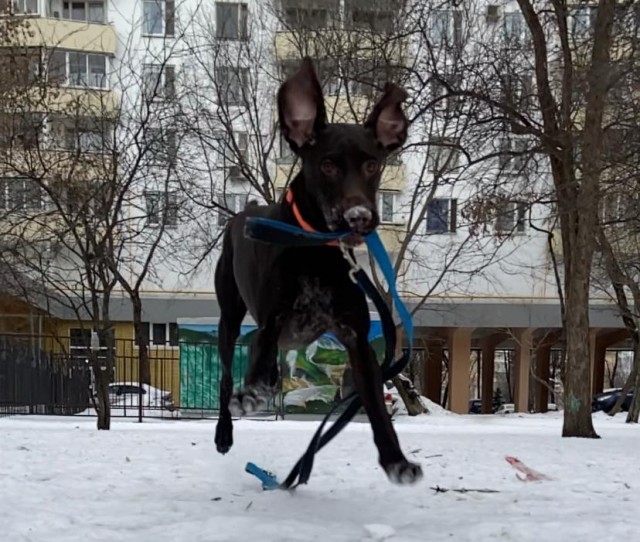 Ну чё, погнали наши городских!