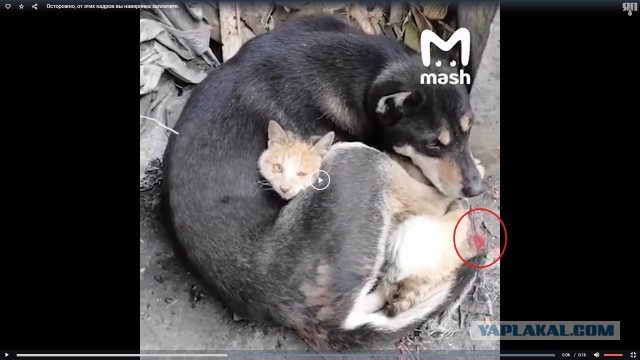 Осторожно, от этих кадров вы наверняка заплачете.