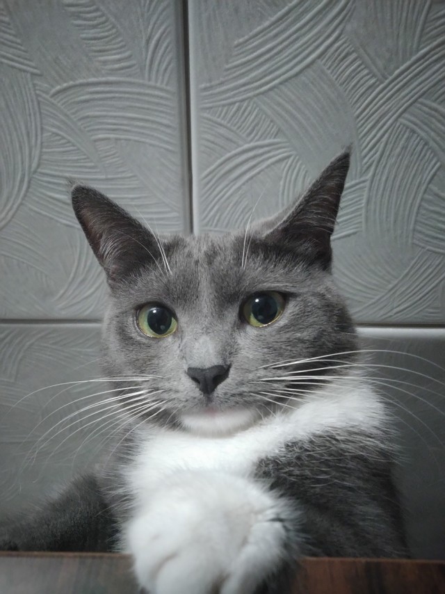 История одной дикой кошки в фотографиях