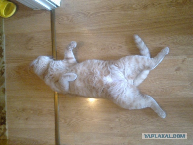 Котовторник 09.04.2013