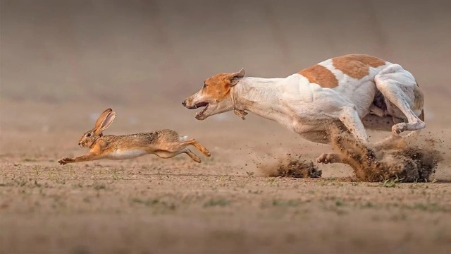 Грейхаунд: Эта собака способна обогнать породистых скакунов, разгоняясь до 67 км/ч. Как псу удается так быстро бегать?